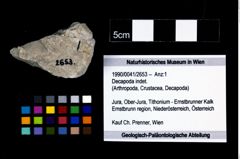 Foto (Objekt + Etikett) von Decapoda indet.  (NHMW-GEO-1990-0041-2653)